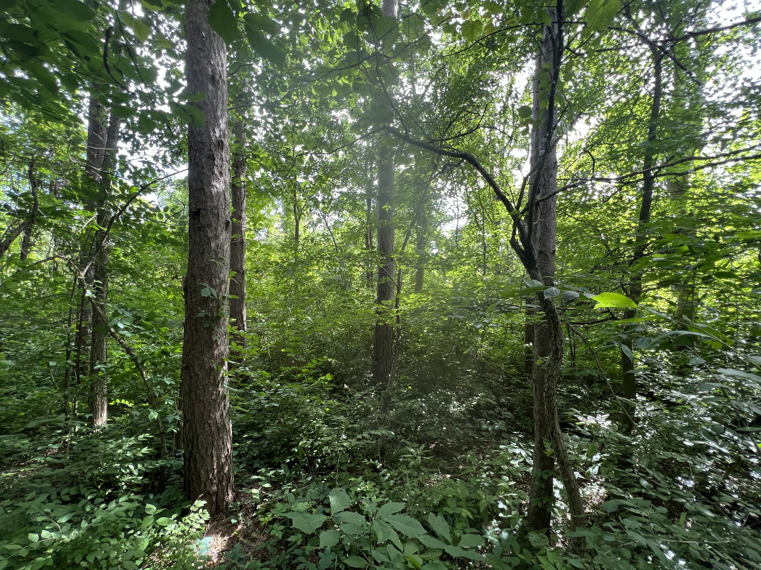Marengo Forest